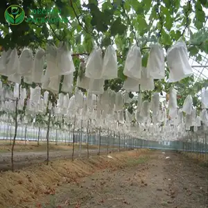 Papier-Traubenfrucht-Schutzbeutel in Peru, Chile